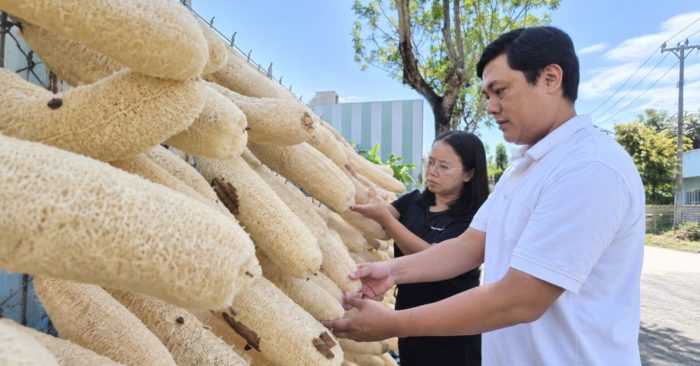 Từ đơn hàng 30 USD, vợ chồng anh Lê Nhất Vũ phát triển hơn 20 sản phẩm từ xơ mướp, xuất khẩu sang nhiều thị trường.